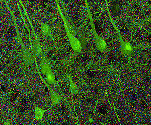 работающие синапсы в нервных клетках мыши
