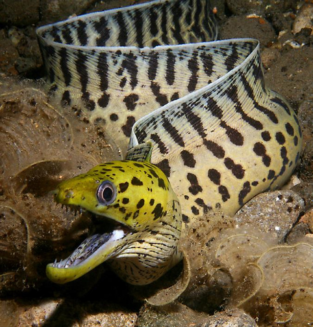 Snake? Eel! Мои эксперименты с питоном и эрлангом продолжаются