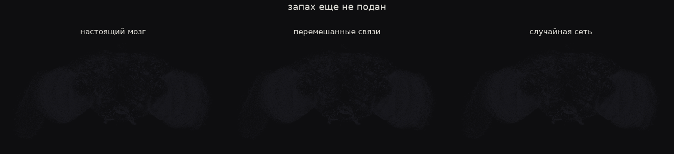 Объяснение видно из простого подсчета того, сколько синапсов отделяет рецепторы от каждого отдела. Объяснение видно из простого подсчета того, сколько синапсов отделяет рецепторы от каждого отдела.