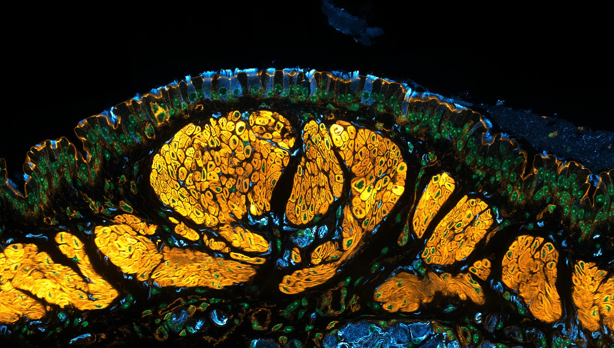 Скрытые миры под микроскопом: работы победителей Nikon Small World — изображение 9