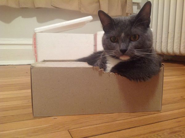 Откуда у кошек такая страсть к коробкам?