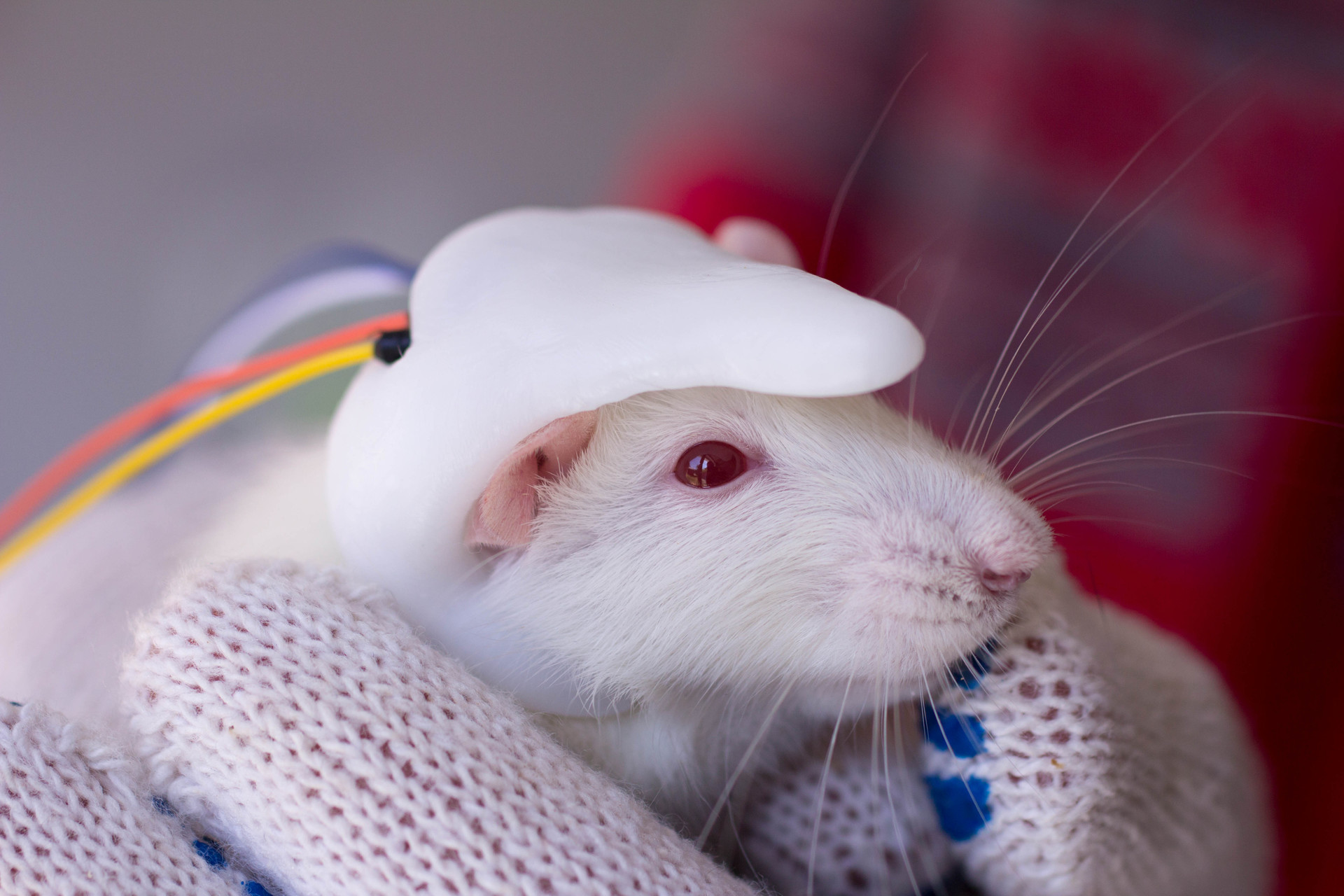 Милая мышь. Белая мышь. Белая крыса. Белая крыска милая. Крысы домашние.