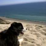 Border collie jill surveying the sand dune on Twitpic