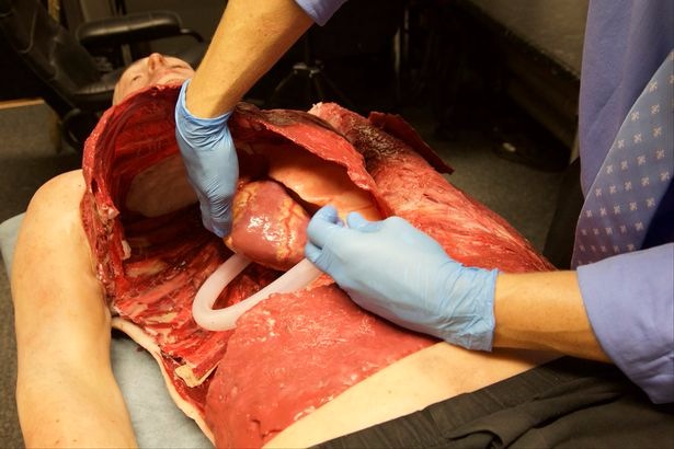 Учёные создали 3D-печатного человека с максимально реалистичными внутренними органами