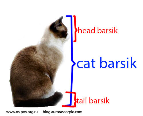 cat-head-tail.jpg