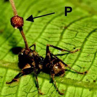 Parasite fungus ant