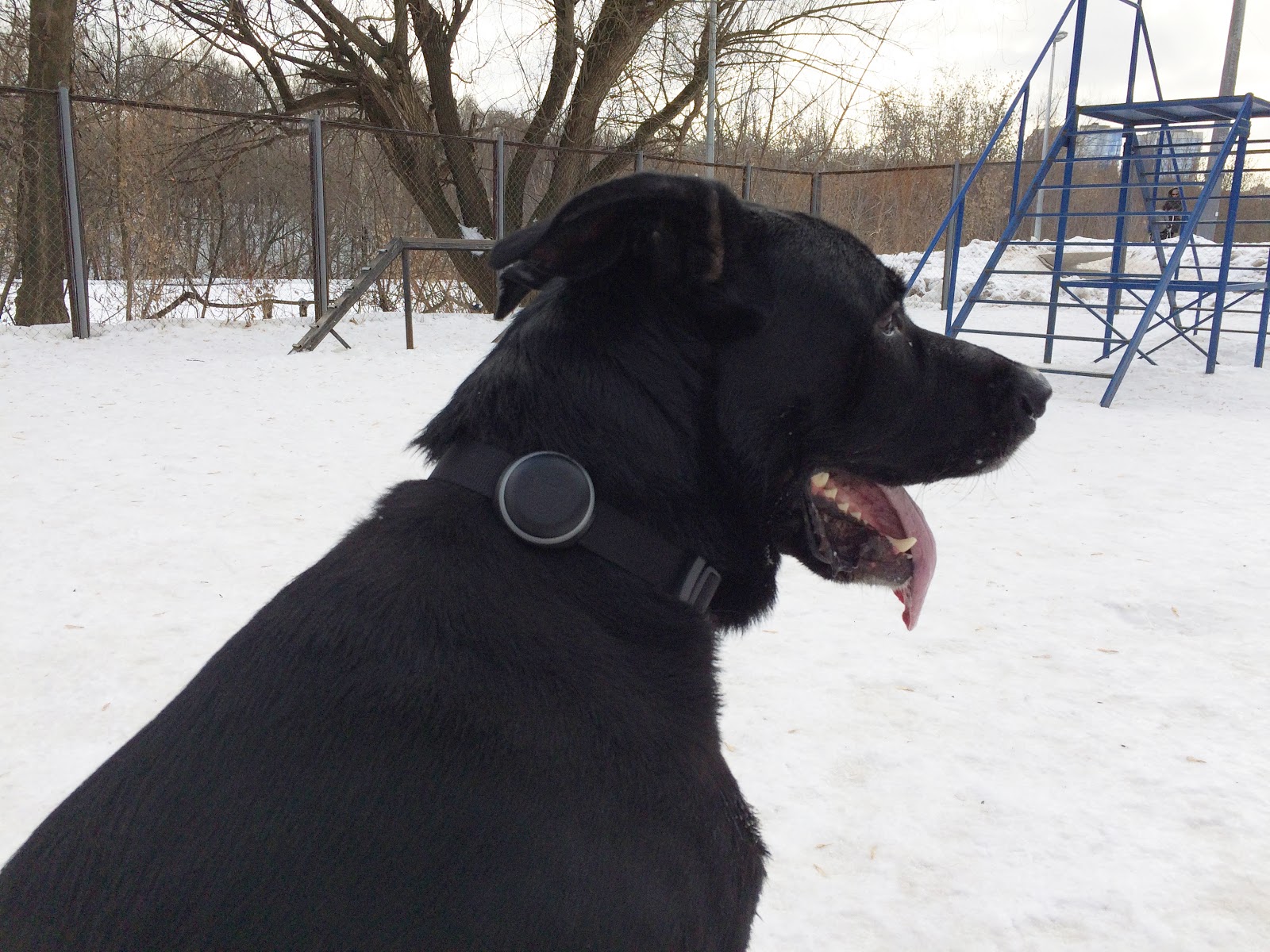 Как работает GPS-трекер для собак Mishiko в Москве?
