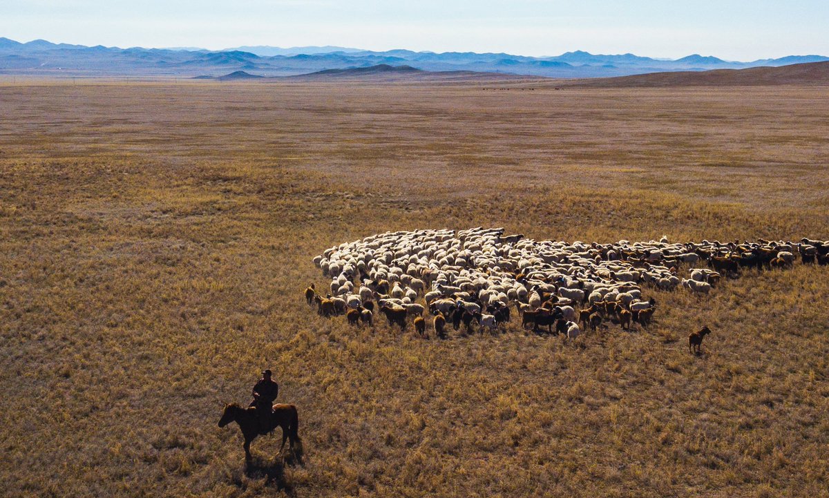 Звери чуют кочующие стада ставишь. Чабаны Монголии. Тыва Чабаны Отара стадо. Монголия пастух бараны. Тувинская короткожирнохвостая порода овец.