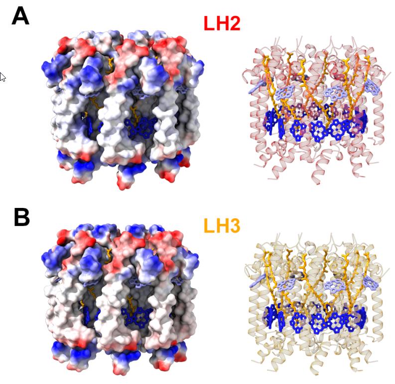 На этой диаграмме показаны плотности поверхностных зарядов (слева) и структурная организация (справа) белковых структур молекул светособирающего комплекса 2 и 3 (сверху и снизу), используемых в качестве белков-антенн в фотосинтезе.