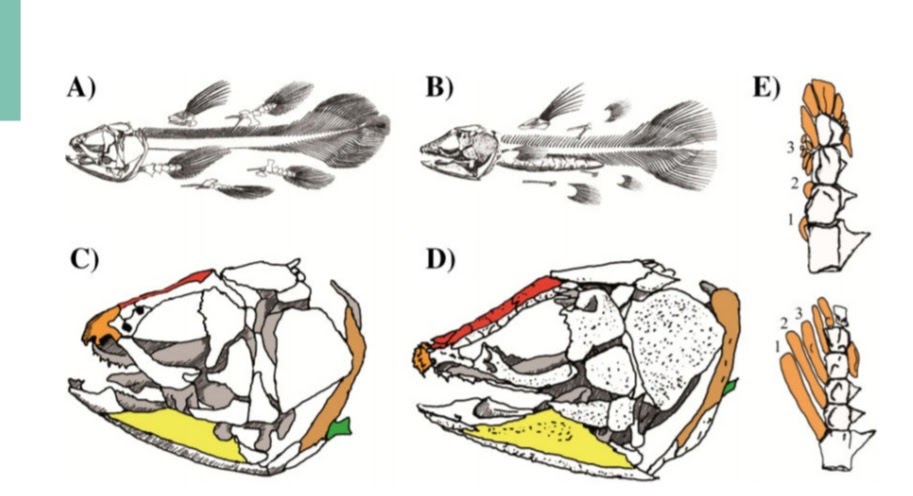 Сравнение плавников и черепа латимерии (слева) с плавниками и черепом её ближайшего  родственника (справа)
