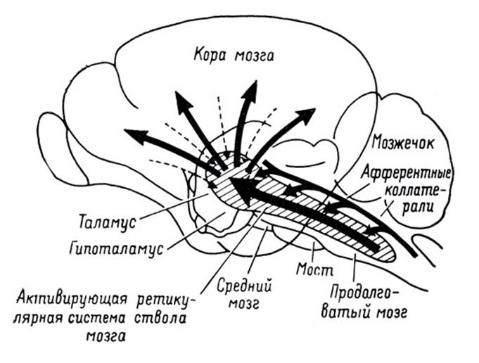 The projection of information on the cortex