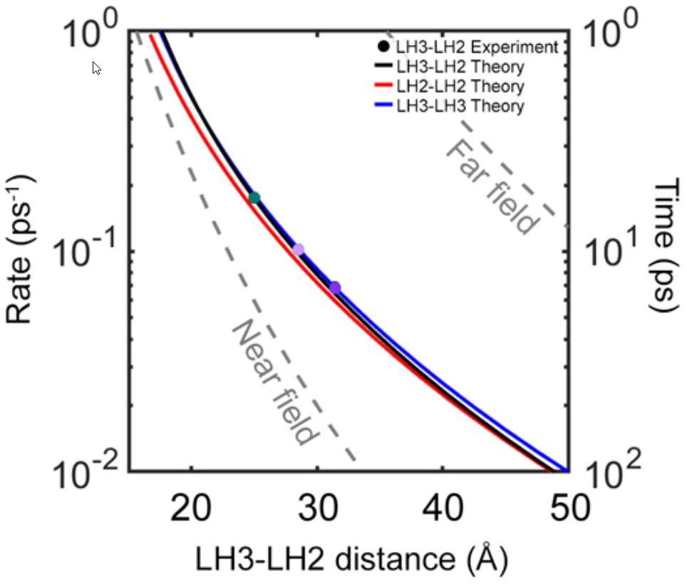 На этом графике показана зависимость времени передачи фотонов от одного белка-антенны (LH2 или LH3) к другому в зависимости от расстояния между ними. Эксперимент, проведённый на трёх ключевых расстояниях, хорошо согласуется с предсказаниями базовой (квантовой) теории.