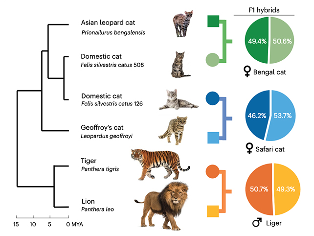 Исследователи выделили геномы нескольких различных видов животных