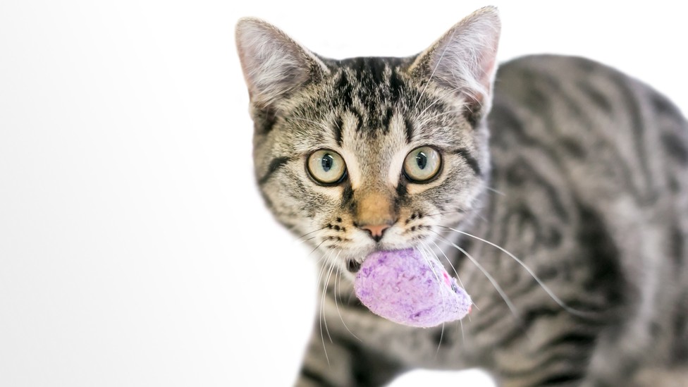 Известная, но очень странная кошачья повадка: кошки, приносящие игрушку —  это эволюционная загадка / Хабр