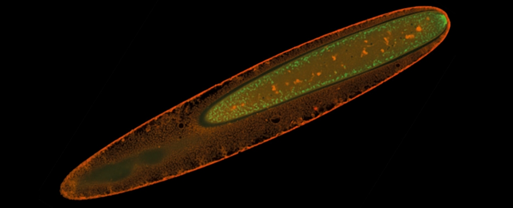 Конфокальная микрофотография Epulopiscium viviparus