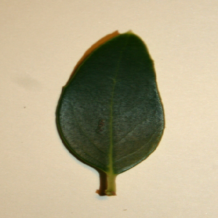 leafscan1古い