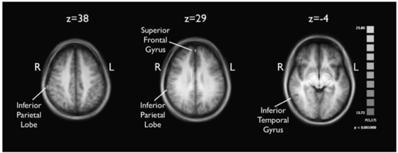 Understanding Relevance: An fMRI Study