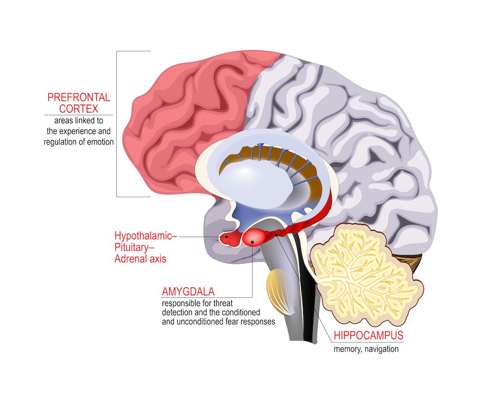 Некоторые ключевые области мозга, участвующие в восстановлении душевного равновесия.