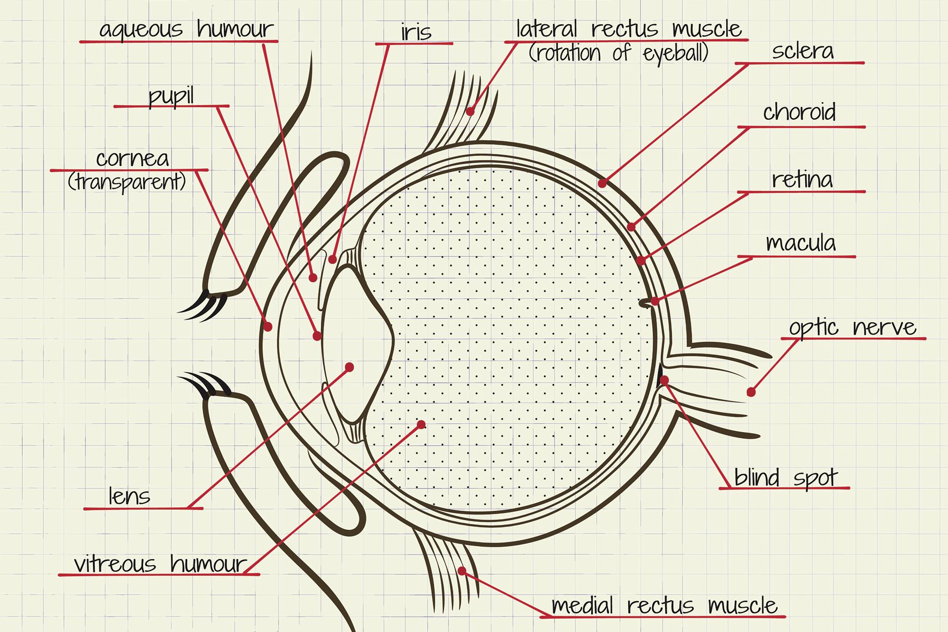 Диграмма строения глаза
