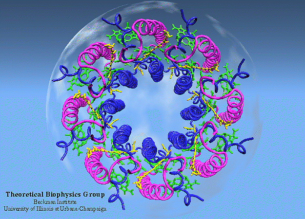 На этой подробной иллюстрации показана молекулярная структура молекулы светособирающего комплекса 2 (LH2) - важной молекулы для переноса энергии падающих фотонов к реакционному центру фотосинтеза. Эти белки-антенны переносят энергию очень эффективно – и этот феномен трудно объяснить.
