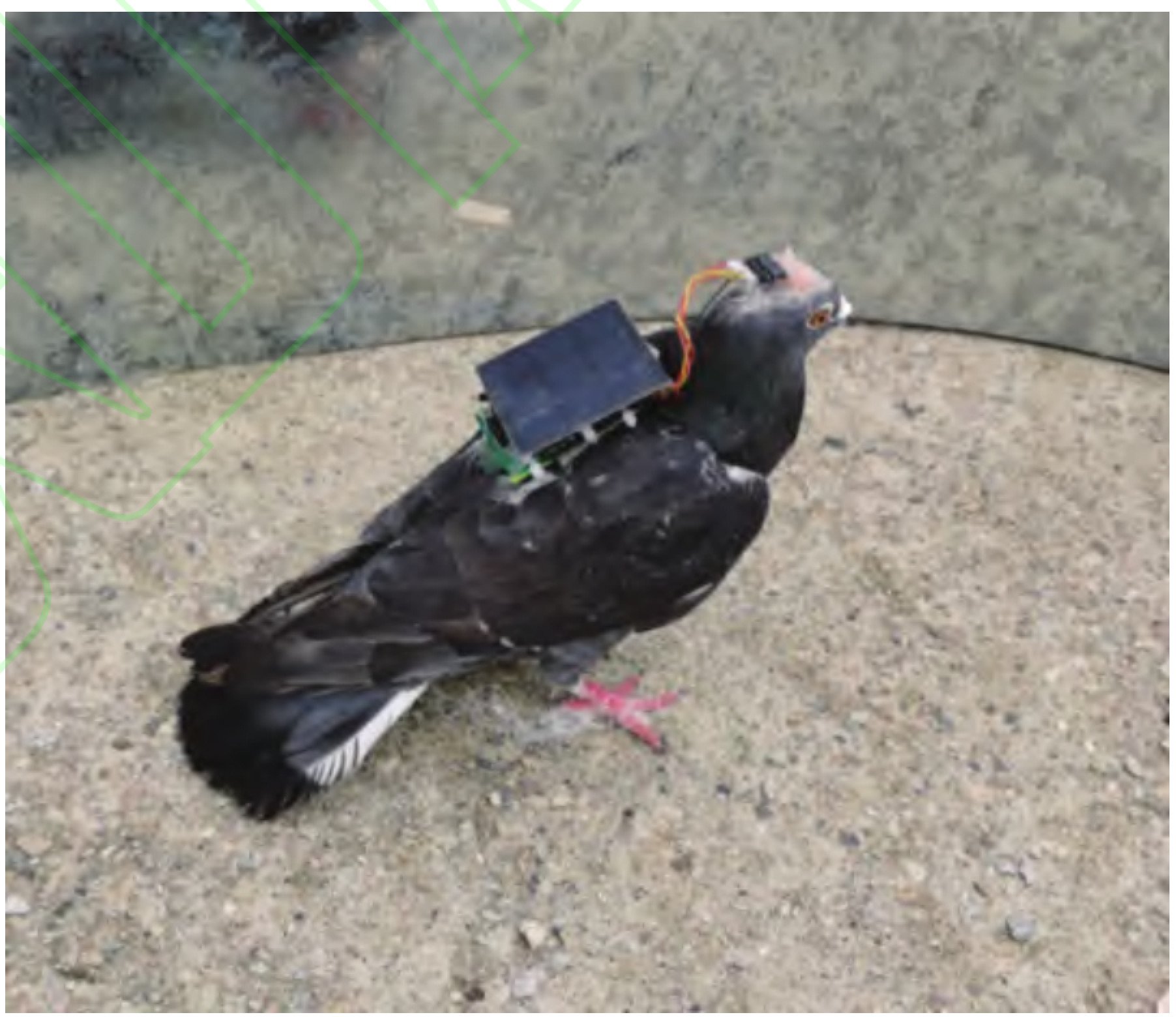 Китайские учёные порулили голубем, вживив ему в мозг дистанционное управление на солнечных батареях