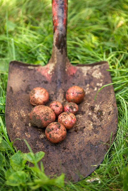 Harvesting New Potatoes