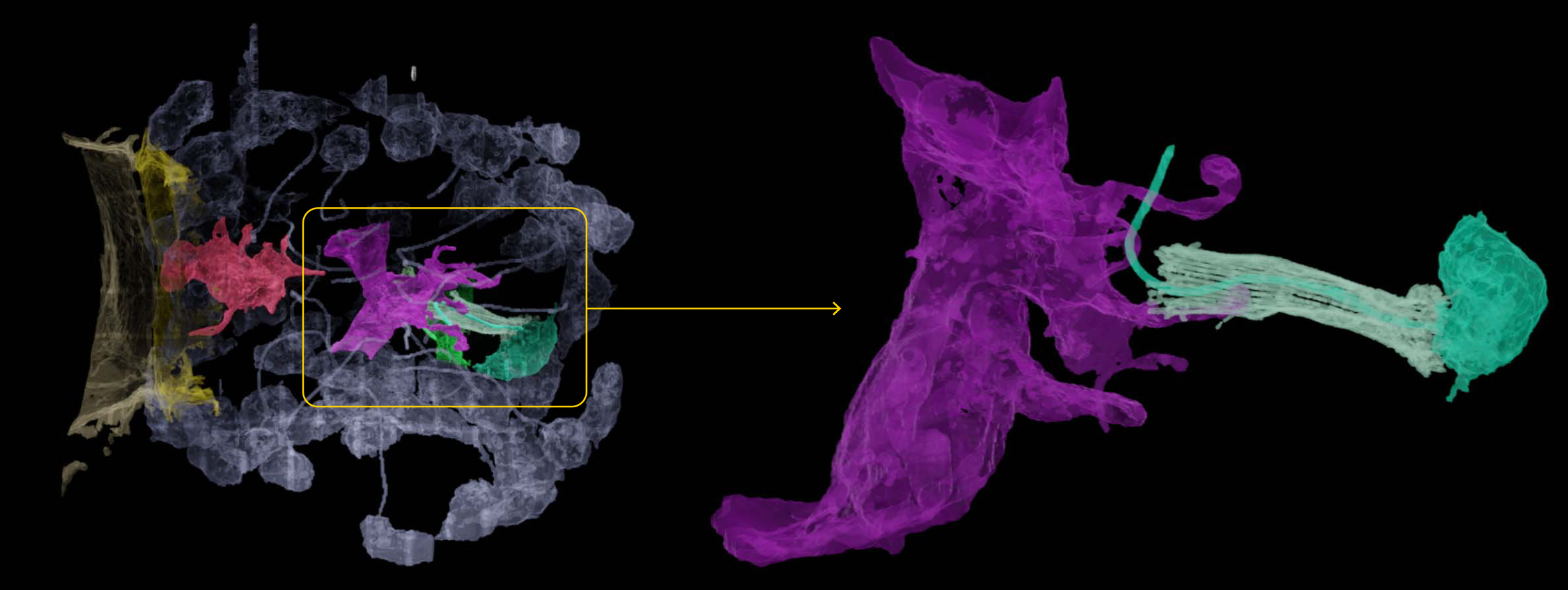 Цветная микрофотография клеток в пищеварительной камере губки (слева) показывает взаимодействие нейроидной клетки (пурпурная) с хоаноцитом (зелёный). В увеличенном виде (справа) преходящий контакт между двумя клетками может свидетельствовать о синаптическом контакте между нейронами.