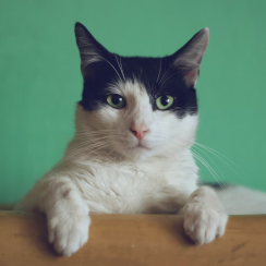 Meet the cat "hello world"
