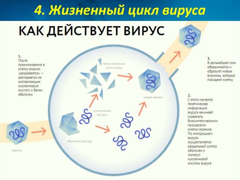 Жизненный цикл вируса (Источник:https://en.ppt-online.org/262191)
