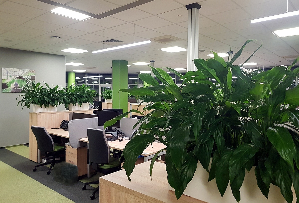 Один из вариантов озеленения в нашем офисе Интеха, но этого маловато. Я бы добавил комнатные деревья: кофейные, лимонные, гранатовые, пальмы, можжевельники. А может и карликовую березу…