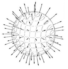 Рис.20. Графическое представление конфигурации пионного поля,  . Величина векторных стрелок прямо пропорциональна функции радиального поля пионов 