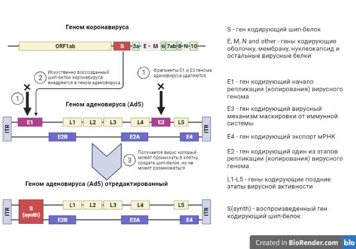 Рисунок 3. Геномы коронавируса и аденовируса. Создание отредактированного аденовирусного генома для вакцины