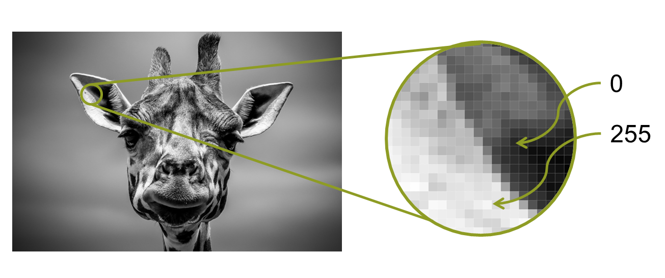 Пиксели растрового изображения и их яркость в однобайтной кодировке 