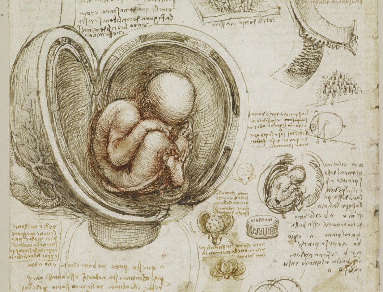 Один из самых известных анатомических рисунков да Винчи — плод в тазовом предлежании.