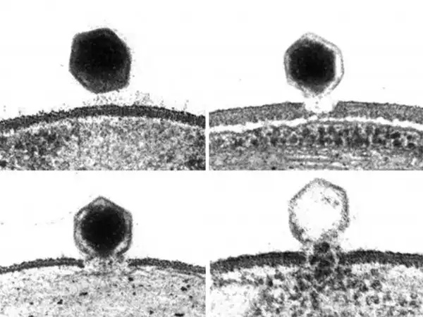 Вирус ATCV-1 проникает в клетку зелёной водоросли