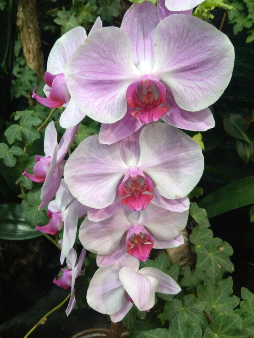 Цветок орхидеи рода Phalaenopsis. Цветок — репродуктивный орган покрытосеменных растений.