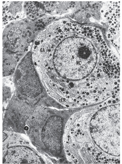 Клетки печени мыши. Электронная фотография клетки. Клетки печени электронная фотография. Печень мыши гистология. Растительная клетка фото микроскоп.