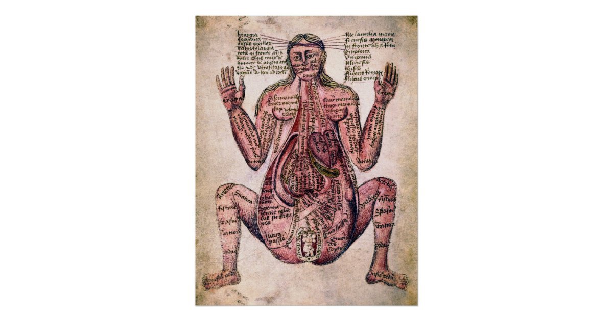 Иллюстрация из учебника анатомии Модино де Луцци