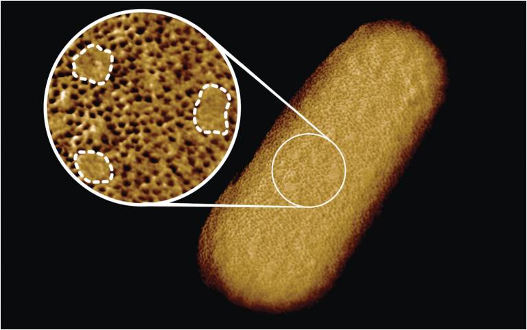 Учёные получили лучшую на сегодняшний день визуализацию бактерии E.coli