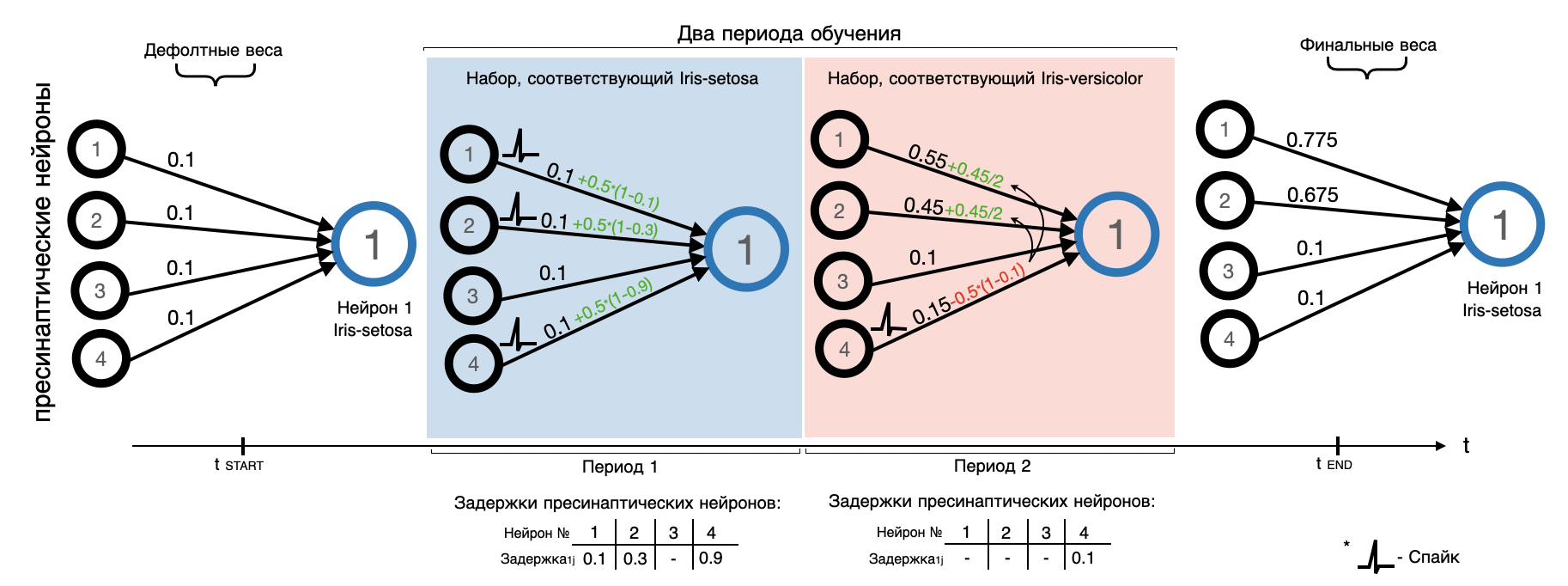 Пример начальной модификации дефолтных весов мини-сети, состоящей из четырех пресинаптических и одного постсинаптического нейрона, за два периода обучения
