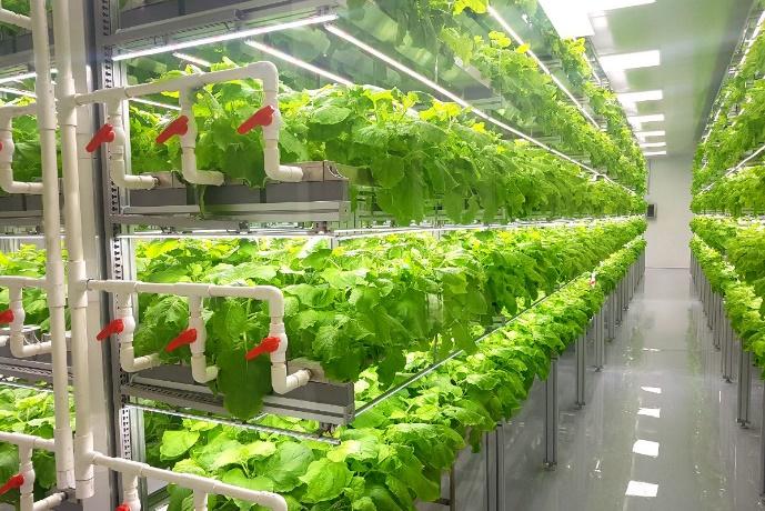 На фото: примеры существующих вертикальных фермы по выращиванию салатов, пряностей и микрозелени