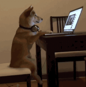 dog учится по youtube 