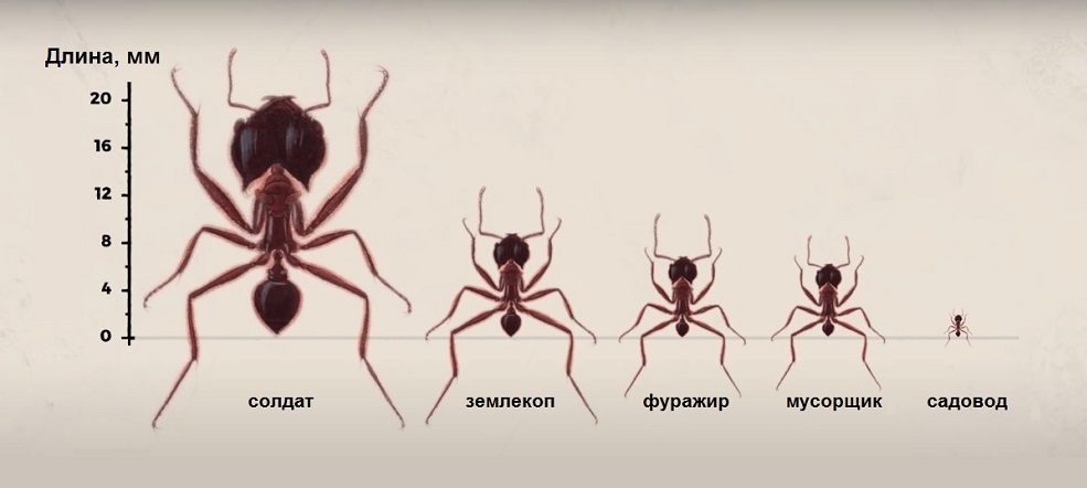 Полиморфизм муравьев