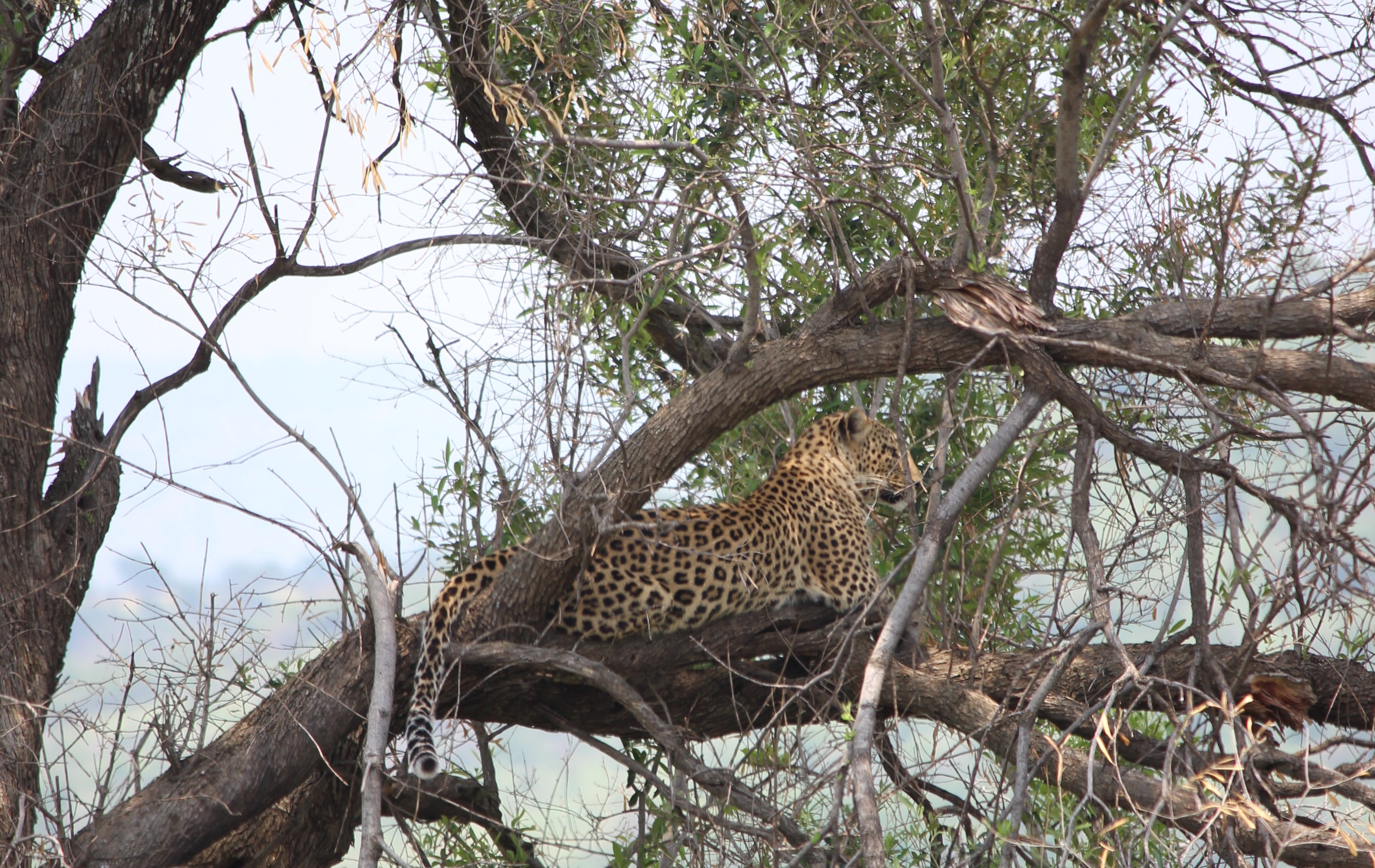 Отдыхающий леопард – результат фотоохоты в Национальном парке Pilansberg