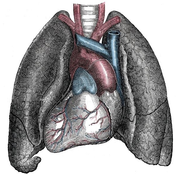 Транспозиция внутренних органов грудной клетки.