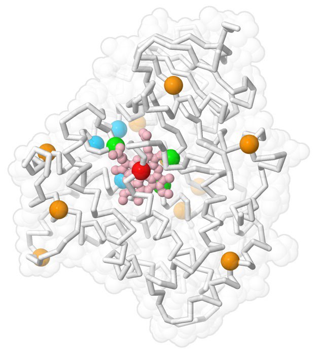Четвертичная структура белка (Источник: https://pdb101.rcsb.org/motm/228 )