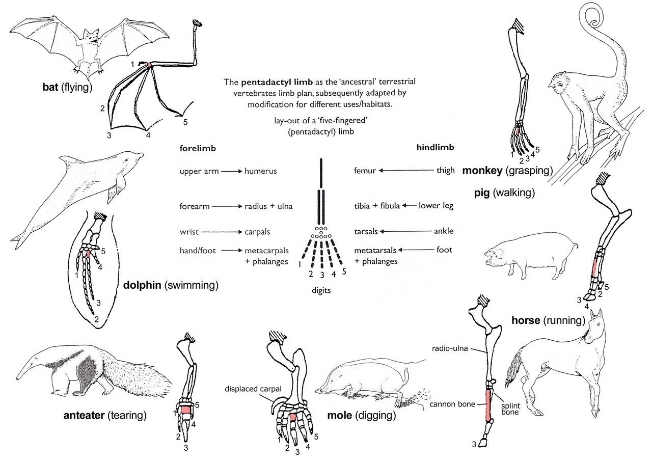 Конечности млекопитающих имеют общий план строения, но для каждого отряда существует набор признаков делающих обладателей этой конечности уникальными.