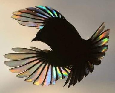 Источник: https://www.nhm.ac.uk/visit/wpy/community/peoples-choice/2016/14/rainbow-wings.html
