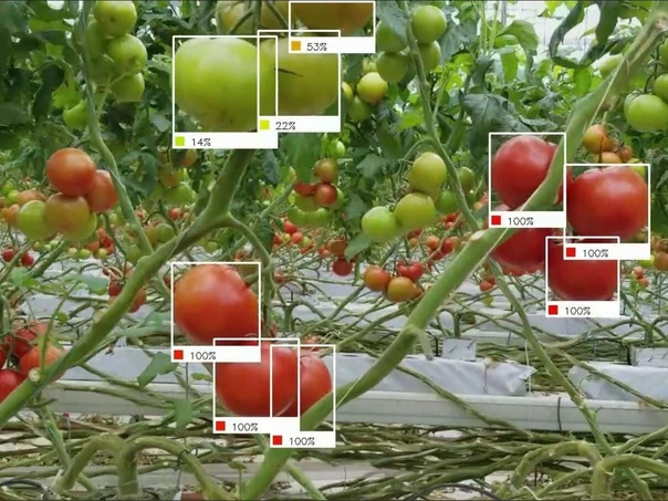 Алгоритмы определяют степень зрелости томатов. Источник