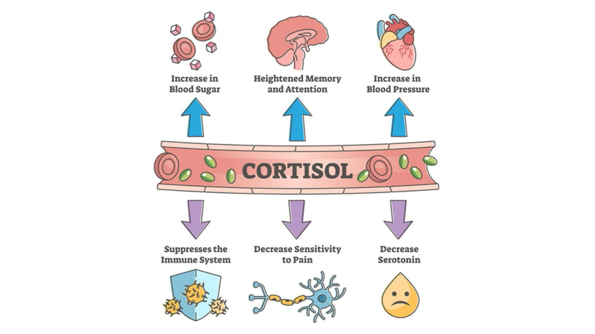кортизол не плохой, он просто выполняет свою функцию